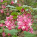 Ribes sanguineum 'Pulborough Scarlet' P6